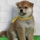 柴犬(標準サイズ)【大阪府・男の子・2025年7月22日・赤】の写真8