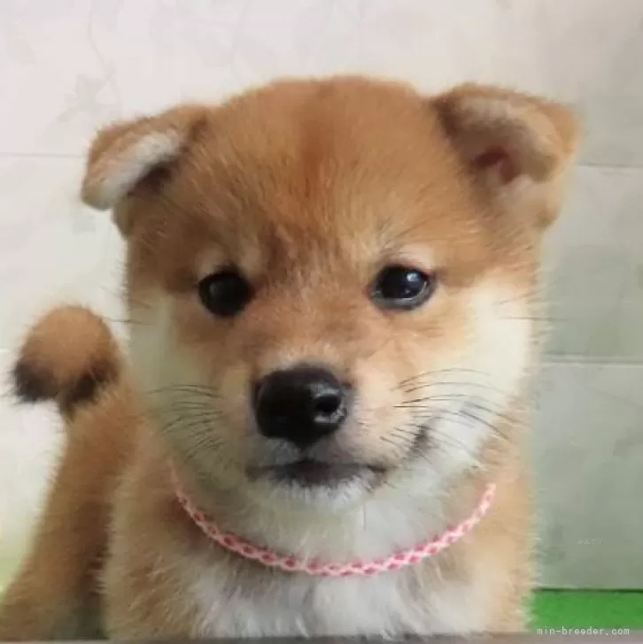 ID：2408-01846の子犬