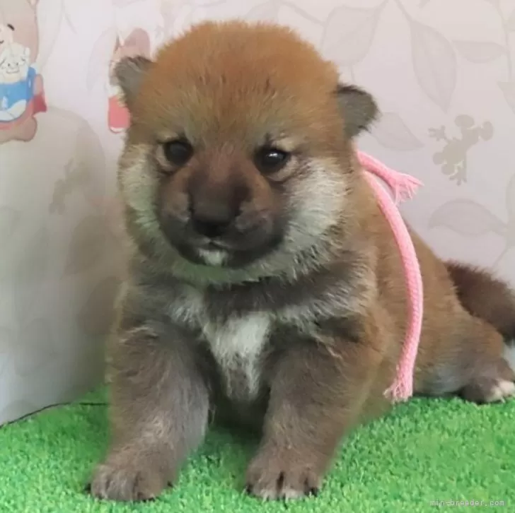 ID:2407-01115の子犬