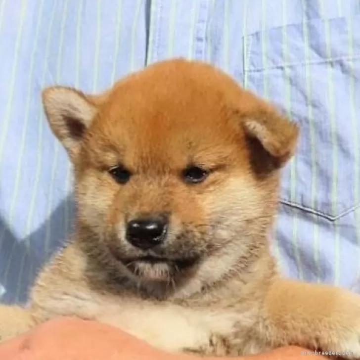 ID:2410-05993の子犬