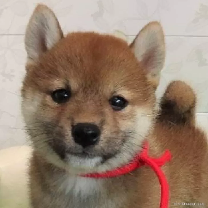 ID：2408-01805の子犬