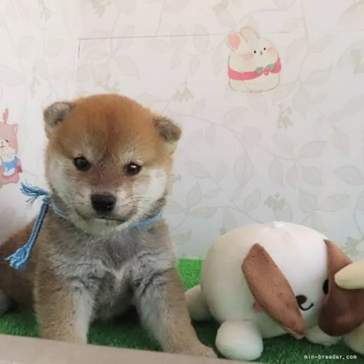 ID:2405-06336の子犬