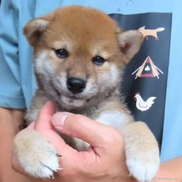 ID:2407-01121の子犬