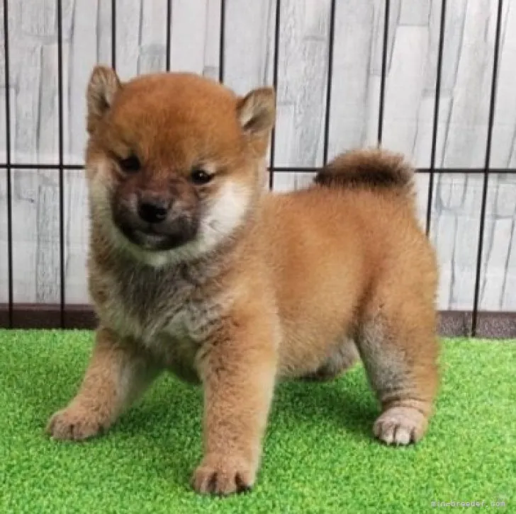 ID:2311-04146の子犬