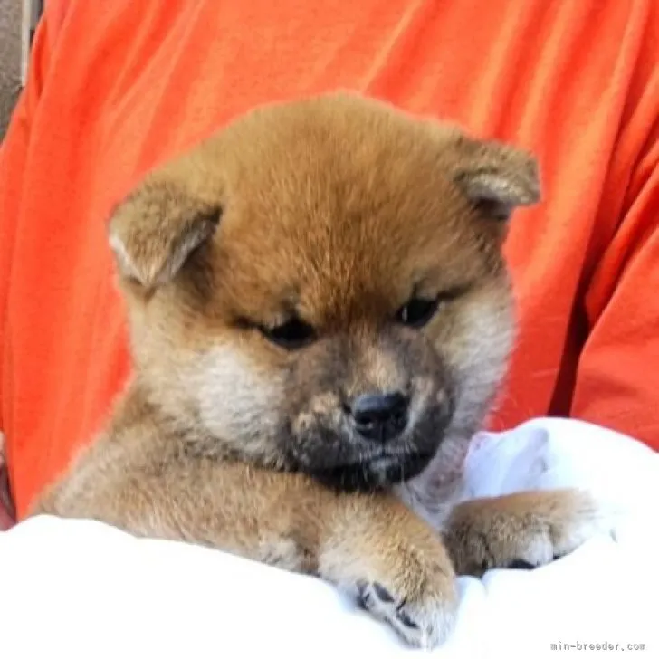 ID:2305-00593の子犬