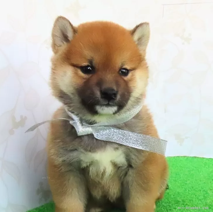 ID:2402-00131の子犬