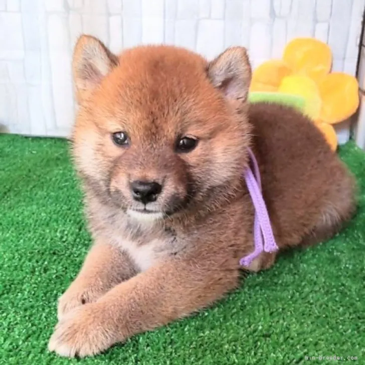 ID:2308-00911の子犬