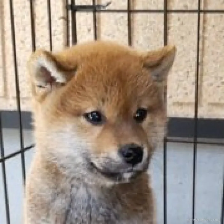ID:2305-00602の子犬