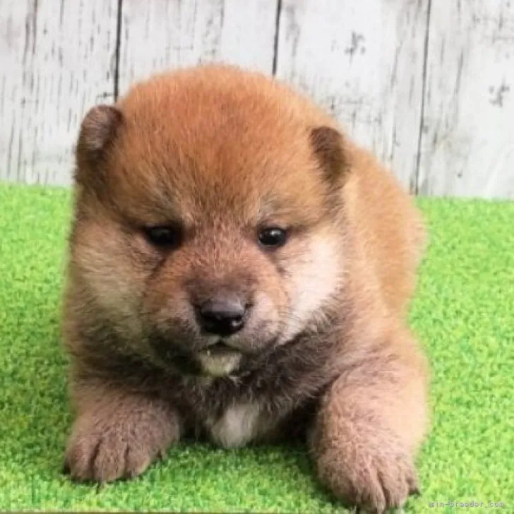 ID:2306-05164の子犬