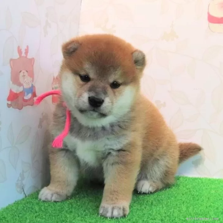 ID:2403-02638の子犬