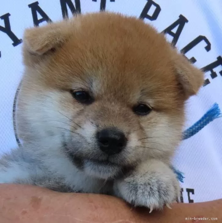 ID:2409-02432の子犬