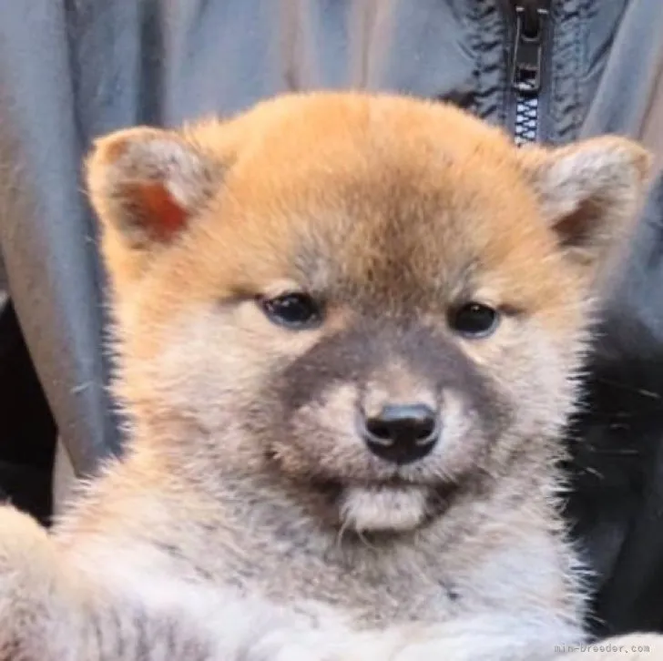 ID:2311-06076の子犬