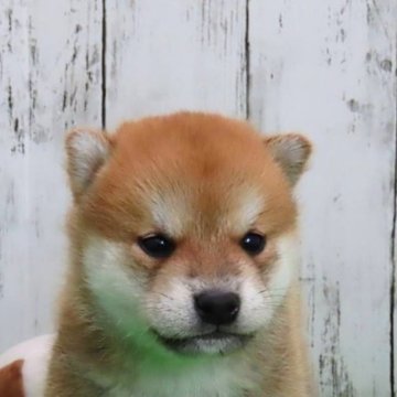 柴犬(標準サイズ)【大阪府・男の子・2023年11月1日・赤】の写真「綺麗な顔立ち イケメンです！」