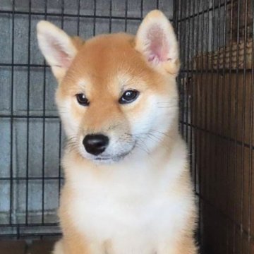 柴犬(標準サイズ)【大阪府・女の子・2024年6月25日・赤】の写真「ソックスがワンポイントの可愛い女の子。」