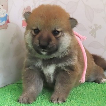 柴犬(標準サイズ)【大阪府・女の子・2024年6月13日・赤】の写真「血統優秀なハイグレードな女の子。」