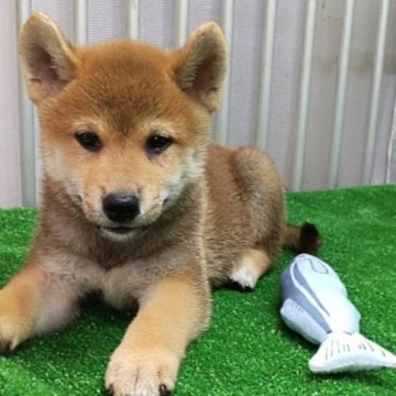 柴犬(標準サイズ)【大阪府・男の子・2023年7月3日・赤】の写真「目元の可愛い男の子。」