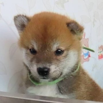 柴犬(標準サイズ)【大阪府・男の子・2024年4月26日・赤】の写真「血統優秀、優しい男の子。」