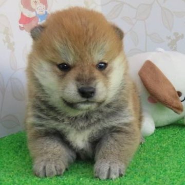 柴犬(標準サイズ)【大阪府・男の子・2023年12月5日・赤】の写真「きれいな顔立ちのイケメン男の子。」