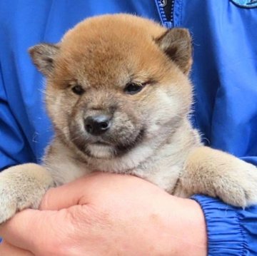 柴犬(標準サイズ)【大阪府・女の子・2023年12月10日・赤】の写真「凛とした中に可愛いさを持つ女の子。」