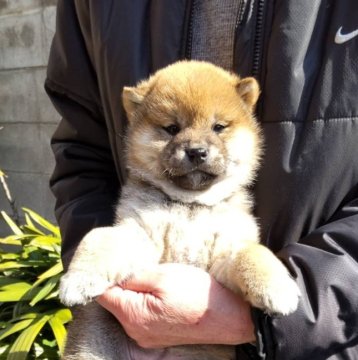 柴犬(標準サイズ)【大阪府・女の子・2023年1月17日・赤】の写真「両親共に展覧会入賞の良血。ハイグレードな仔犬です」
