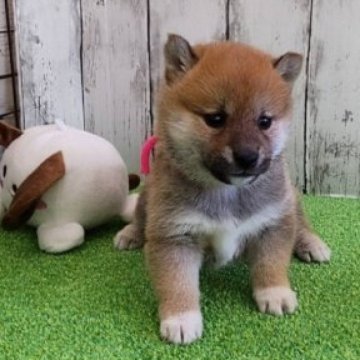 柴犬(標準サイズ)【大阪府・女の子・2023年9月24日・赤】の写真「優秀血統の
まんまるお顔の可愛い女の子。」
