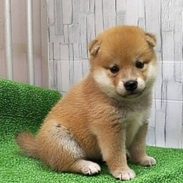 柴犬(標準サイズ)【大阪府・女の子・2023年6月30日・赤】の写真「まんまる顔の可愛い女の子。」