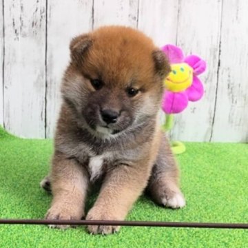 柴犬(標準サイズ)【大阪府・男の子・2023年8月30日・赤】の写真「父、紅桜号。母、名犬山竜号直子の良血。」