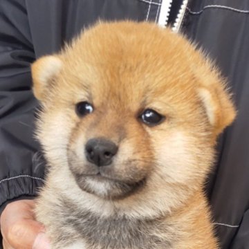柴犬(標準サイズ)【大阪府・男の子・2023年3月7日・赤】の写真「まんまる顔の綺麗な男の子。」