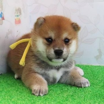 柴犬(標準サイズ)【大阪府・女の子・2024年8月12日・赤】の写真「血統優秀 ハイグレードな女の子。」