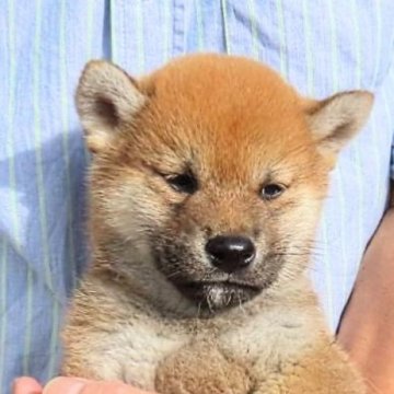 柴犬(標準サイズ)【大阪府・男の子・2024年9月25日・赤】の写真「丸いお顔の可愛い男の子。」