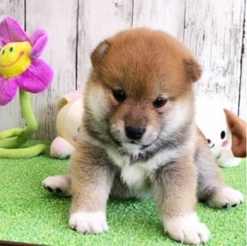 柴犬(標準サイズ)【大阪府・女の子・2023年9月6日・赤】の写真「まんまる顔の可愛い女の子。」