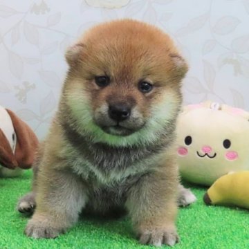 柴犬(標準サイズ)【大阪府・女の子・2024年6月14日・赤】の写真「優秀血統なハイグレードな女の子
展覧会にも！」