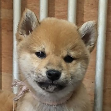 柴犬(標準サイズ)【大阪府・女の子・2023年9月24日・赤】の写真「血統優秀
美人になってきました。」