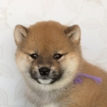 柴犬(標準サイズ)【大阪府・男の子・2024年4月3日・赤】の写真「血統優秀なハイグレードな男の子。」
