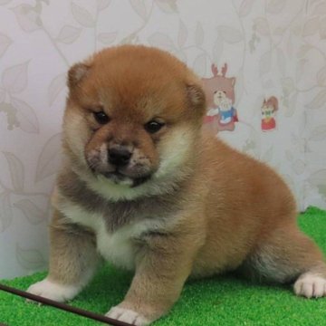 柴犬(標準サイズ)【大阪府・男の子・2024年4月20日・赤】の写真「血統優秀でハイグレードな男の子」