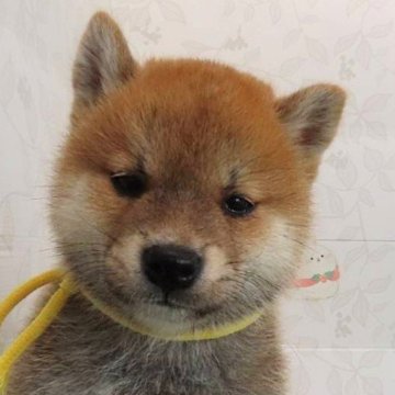 柴犬(標準サイズ)【大阪府・男の子・2024年6月26日・赤】の写真「まんまるお顔の可愛い男の子。」