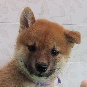 柴犬(標準サイズ)【大阪府・男の子・2024年6月26日・赤】の写真「血統優秀ハイグレードな男の子。」