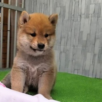 柴犬(標準サイズ)【大阪府・男の子・2023年4月26日・赤】の写真「血統優秀、両親入賞犬のハイグレードな男の子。」