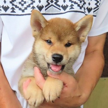 柴犬(標準サイズ)【大阪府・男の子・2024年6月4日・赤】の写真「血統優秀なハイグレードな男の子。」