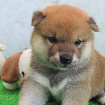 柴犬(標準サイズ)【大阪府・女の子・2024年6月14日・赤】の写真「ハイグレードで可愛い女の子。」