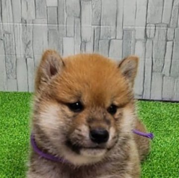 柴犬(標準サイズ)【大阪府・男の子・2023年4月26日・赤】の写真「血統優秀、両親展覧会入賞犬。ハイグレードな仔犬。」
