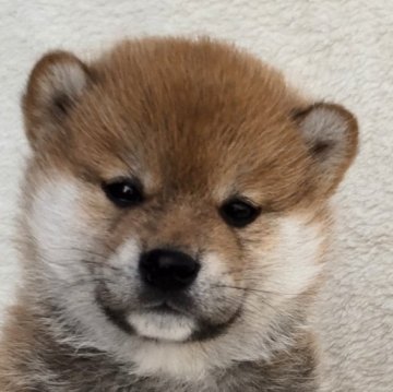 柴犬(標準サイズ)【大阪府・男の子・2023年3月7日・赤】の写真「まんまる顔の綺麗な男の子です。」