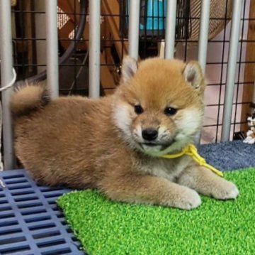 柴犬(標準サイズ)【大阪府・男の子・2023年4月26日・赤】の写真「血統優秀、綺麗で優しい男の子。」