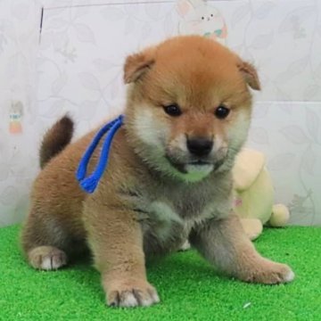 柴犬(標準サイズ)【大阪府・男の子・2024年9月25日・赤】の写真「血統優秀なハイグレードな男の子。」