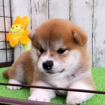 柴犬(標準サイズ)【大阪府・女の子・2023年8月28日・赤】の写真「綺麗な被毛をまとった女の子です。」