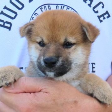 柴犬(標準サイズ)【大阪府・女の子・2024年8月12日・赤】の写真「血統優秀  ハイグレードな女の子。」
