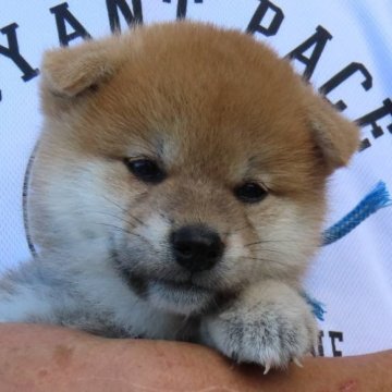 柴犬(標準サイズ)【大阪府・男の子・2024年8月12日・赤】の写真「優秀血統で超イケメンのハイグレードな男の子」