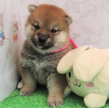 柴犬(標準サイズ)【大阪府・女の子・2024年6月2日・赤】の写真「血統優秀ハイグレードで可愛い女の子。」