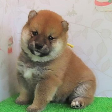 柴犬(標準サイズ)【大阪府・女の子・2024年6月2日・赤】の写真「血統優秀、ハイグレードで可憐な女の子。」