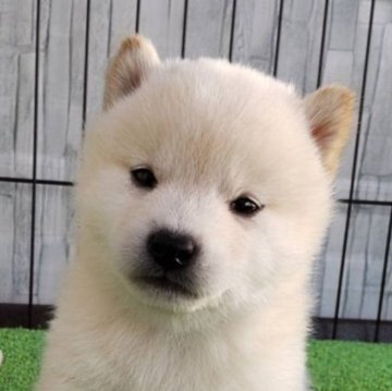 柴犬(標準サイズ)【大阪府・女の子・2023年10月1日・シロ】の写真「真っ白なぬいぐるみみたいな女の子です。」